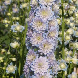 Delphinium Highlander™ Moonlight