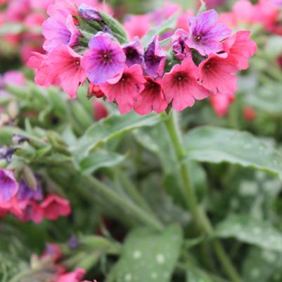 Pulmonaria Lisa Marie