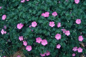 Geranium sanguineum Max Frei