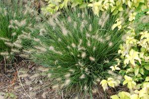 Pennisetum alopecuroides Little Bunny