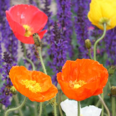 Papaver nudicaule Champagne Bubbles