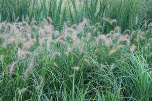 Pennisetum alopecuroides Hameln