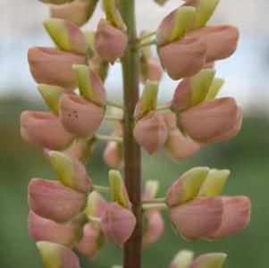 Lupinus Minarette