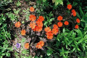 Lychnis arkwrightii Orange Gnome