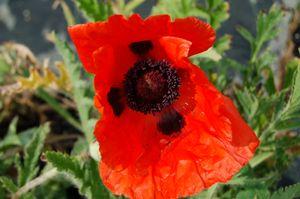 Papaver orientale Allegro