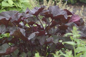 Ligularia dentata Britt-Marie Crawford