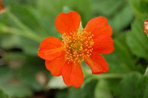 Geum coccineum 