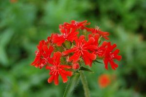 Lychnis chalcedonica 