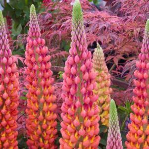 Lupinus Westcountry™ Terracotta