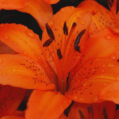 Lilium Orange Matrix