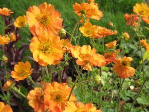 Geum Totally Tangerine