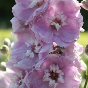 Delphinium (Magic Fountains) Cherry Blossom/White Bee