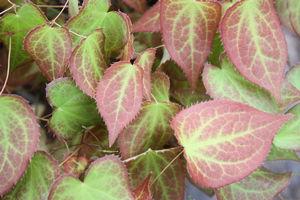 Epimedium rubrum 