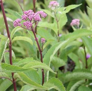 Eupatorium maculatum 