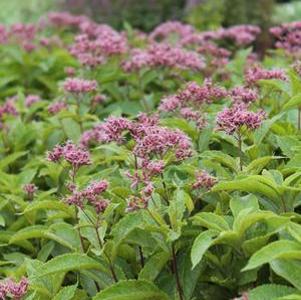 Eupatorium Phantom