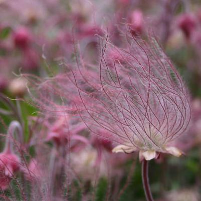 Geum triflorum 