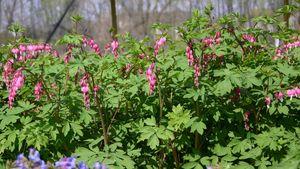 Dicentra spectabilis 