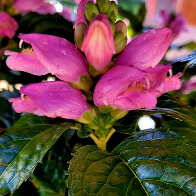 Chelone lyonii Hot Lips