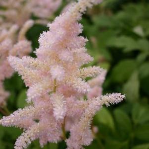 Astilbe japonica Peach Blossom