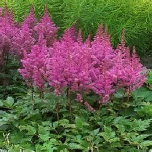 Astilbe chinensis Maggie Daley