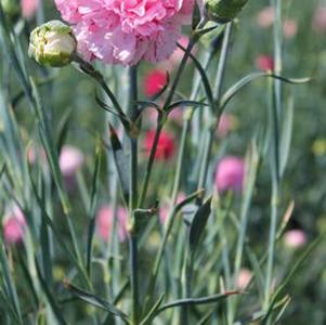 Dianthus Devon Cottage™ Pinball Wizard 