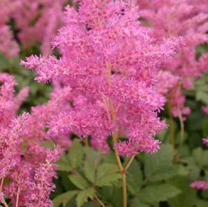 Astilbe japonica Rheinland