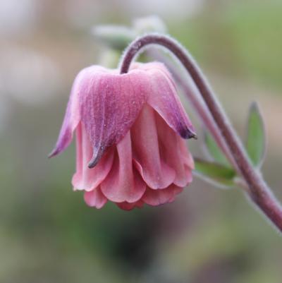 Aquilegia vulgaris Carol Ann