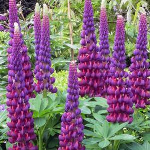 Lupinus Westcountry™ Masterpiece