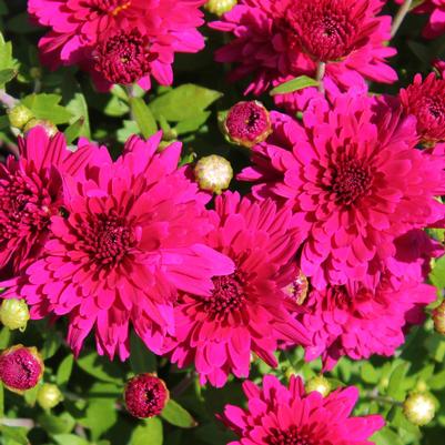 Chrysanthemum Patty™ Purple