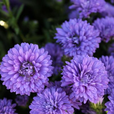 Aster Henry III Purple