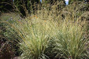 Molinia caerulea Variegata