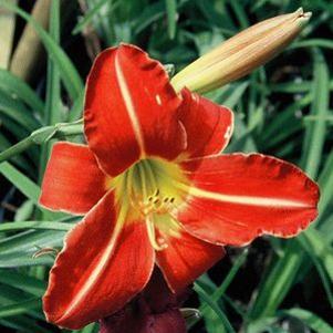 Hemerocallis Chicago Fire