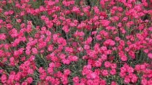 Dianthus allwoodii Frosty Fire