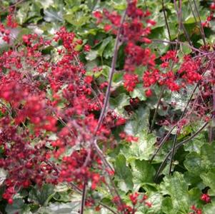 Heuchera sanguinea Ruby Bells