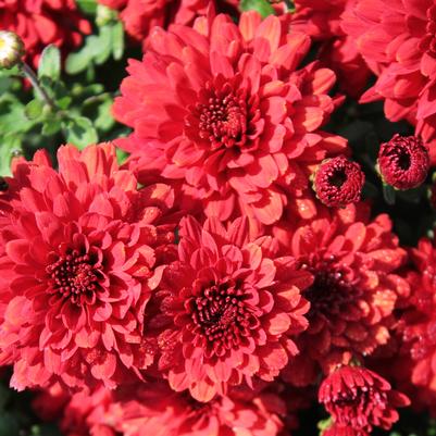 Chrysanthemum Tabitha