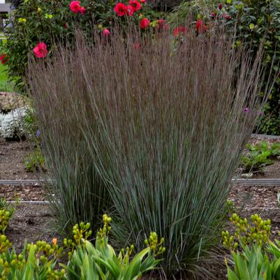 Schizachyrium scoparium PRAIRIE WINDS® Blue Paradise