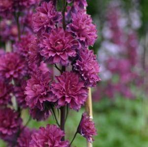 Delphinium Highlander™ Flamenco