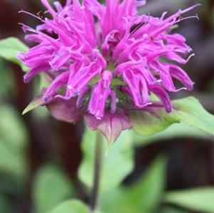 Monarda Blue Stocking