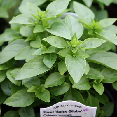 Basil Spicy Globe