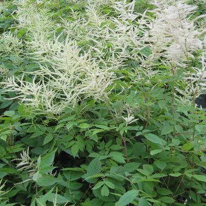 Aruncus dioicus 