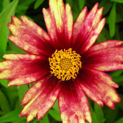 Coreopsis Big Bang Redshift