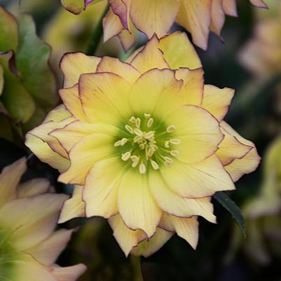 Helleborus Wedding Party® First Dance