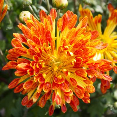 Chrysanthemum Matchsticks