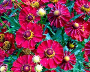 Helenium Mariachi™ Siesta