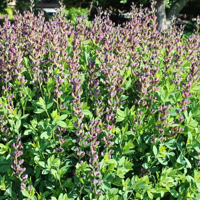 Baptisia variicolor Twilite Prairieblues