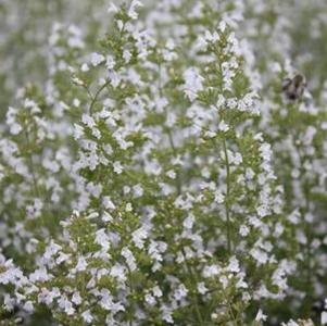 Calamintha nepeta var. nepeta White Cloud