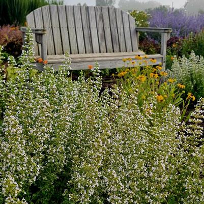 Calamintha nepeta var. nepeta 