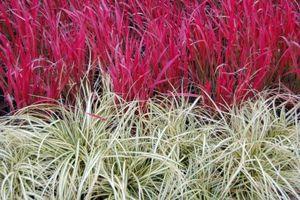 Carex oshimensis Evergold