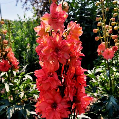 Delphinium elatum Red Lark