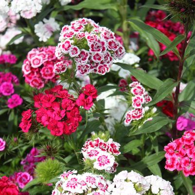 Dianthus barbatus Indian Carpet